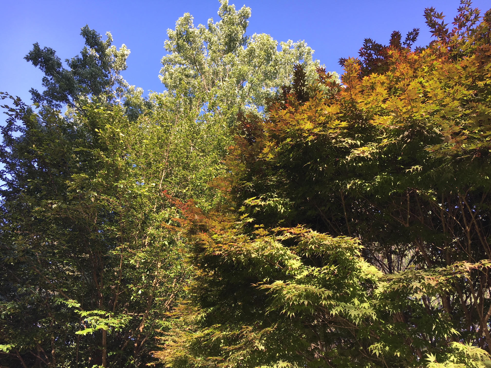 Trees