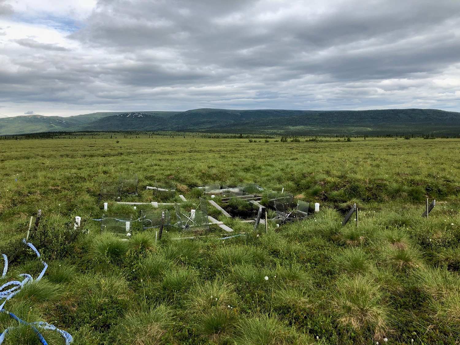 Tundra test plot