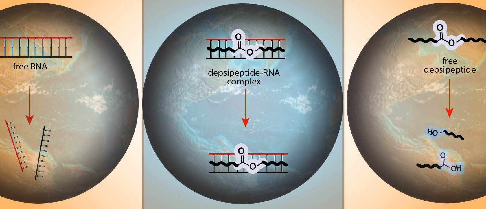 Schematic illustration of molecular cooperation between proto-peptides and RNA that could have fostered their co-evolution.